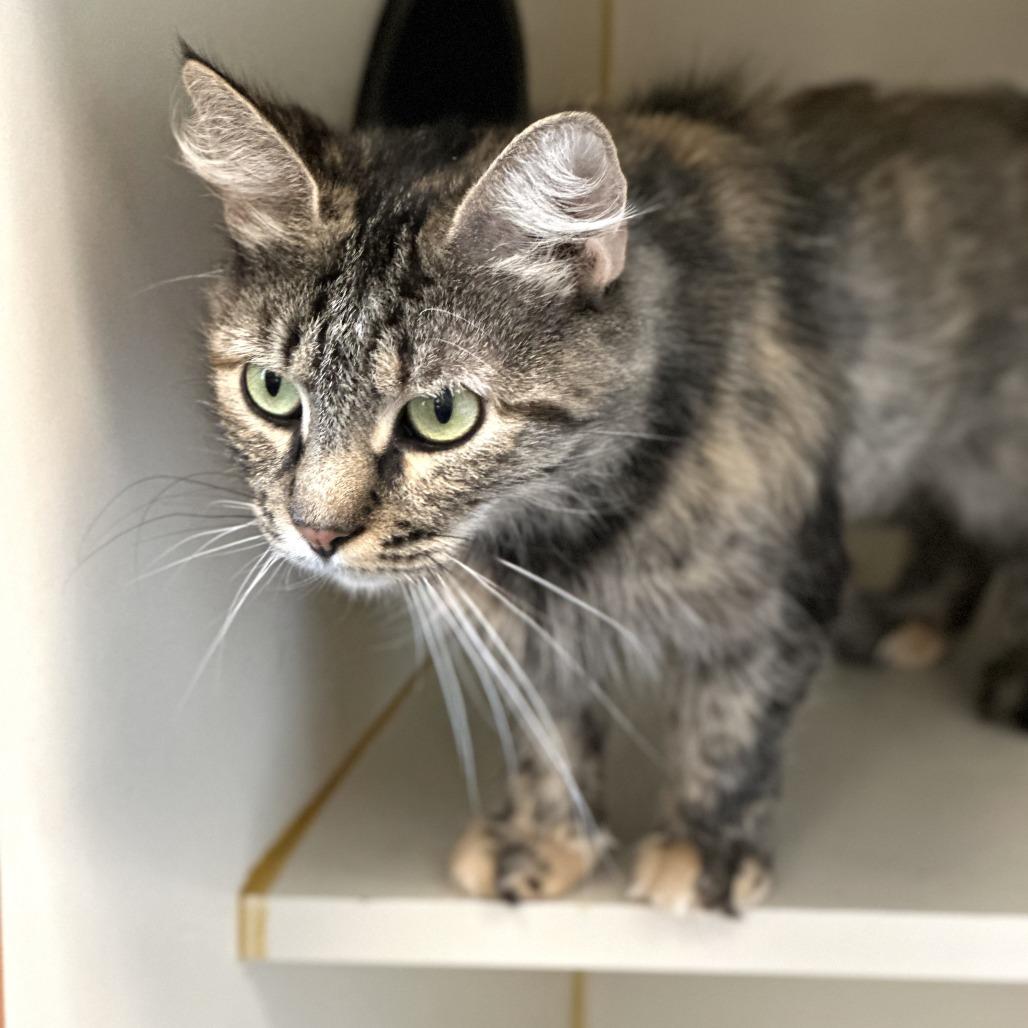 Enlarge Hera, a Adoptable Domestic Long Hair in Concord, NH image 2/3