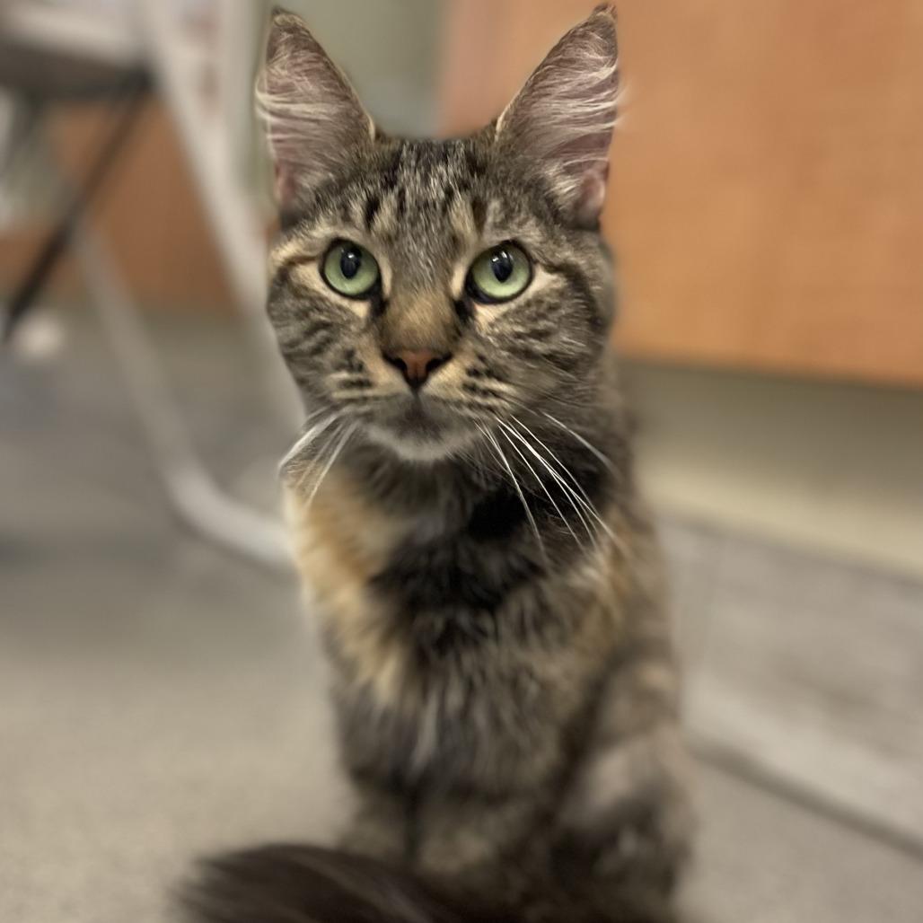 Enlarge Hera, a Adoptable Domestic Long Hair in Concord, NH image 3/3