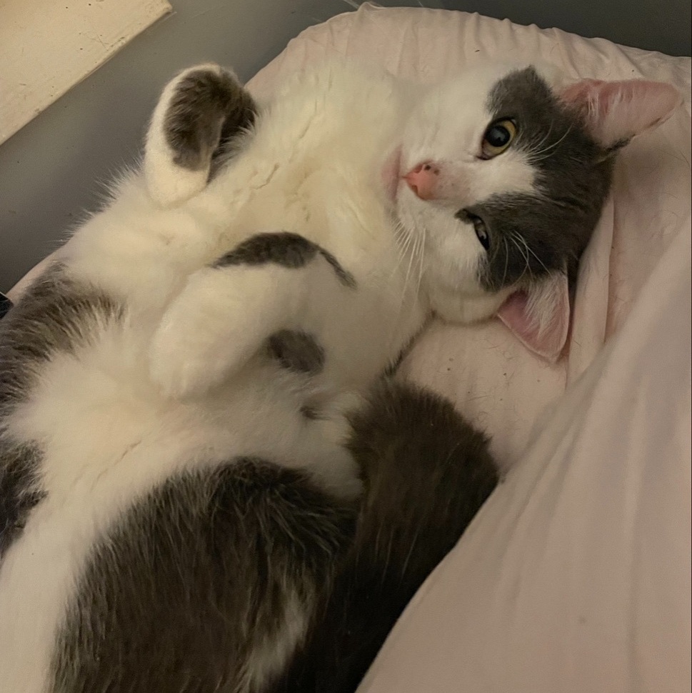 Meatloaf, Adoptable, Adult Male Domestic Short Hair.