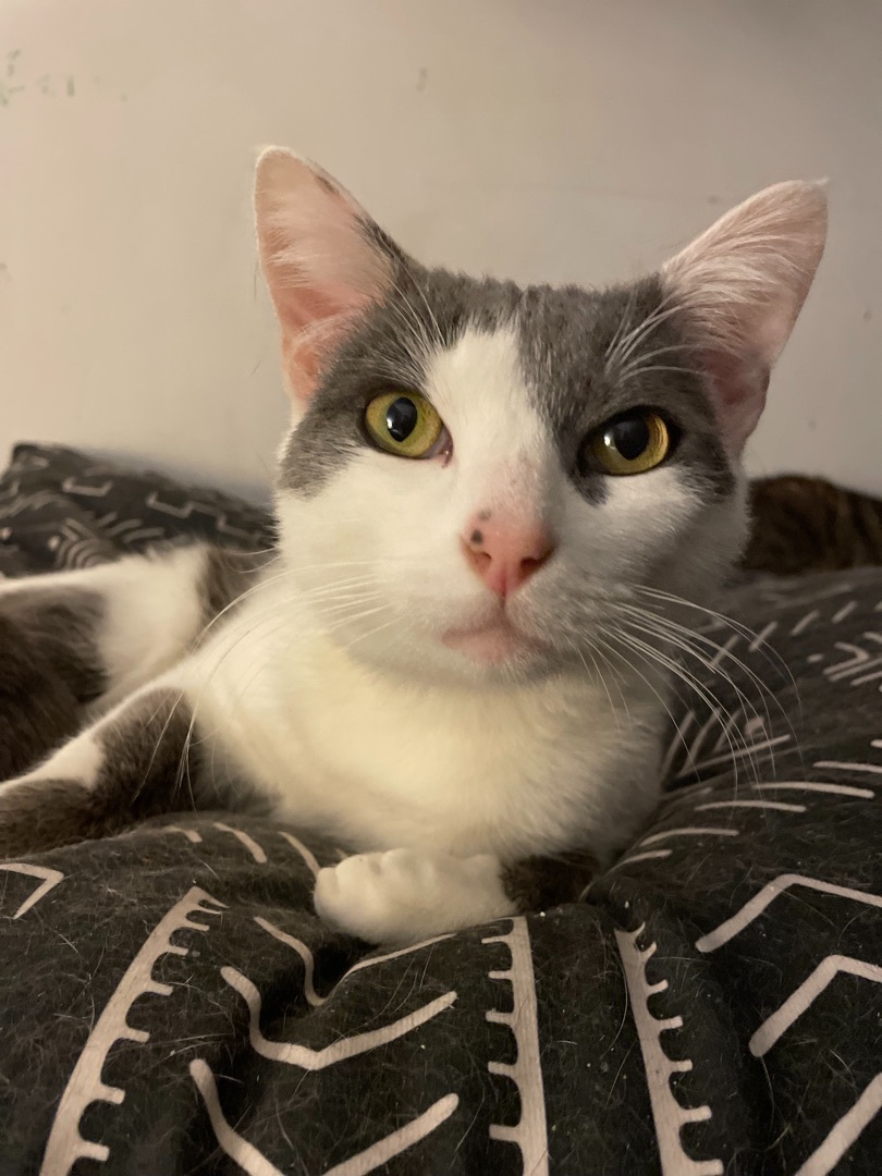 Enlarge Meatloaf, a Adoptable Domestic Short Hair in Philadelphia, PA image 2/12