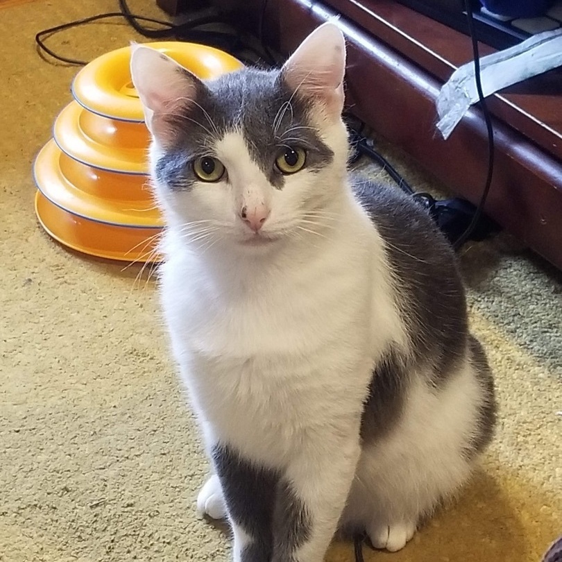 Enlarge Meatloaf, a Adoptable Domestic Short Hair in Philadelphia, PA image 3/12