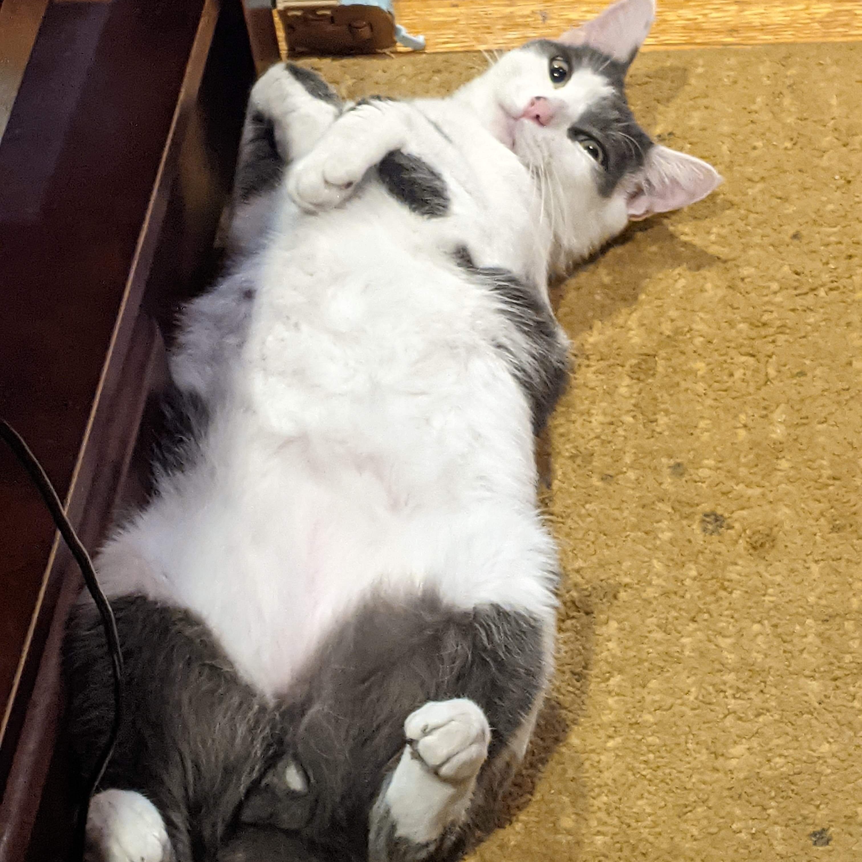 Enlarge Meatloaf, a Adoptable Domestic Short Hair in Philadelphia, PA image 4/12