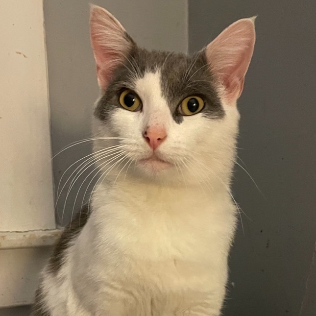 Enlarge Meatloaf, a Adoptable Domestic Short Hair in Philadelphia, PA image 5/12