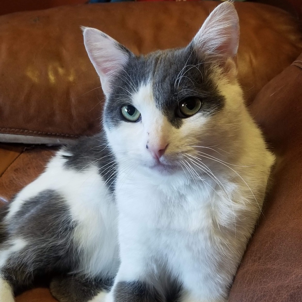 Enlarge Meatloaf, a Adoptable Domestic Short Hair in Philadelphia, PA image 6/12