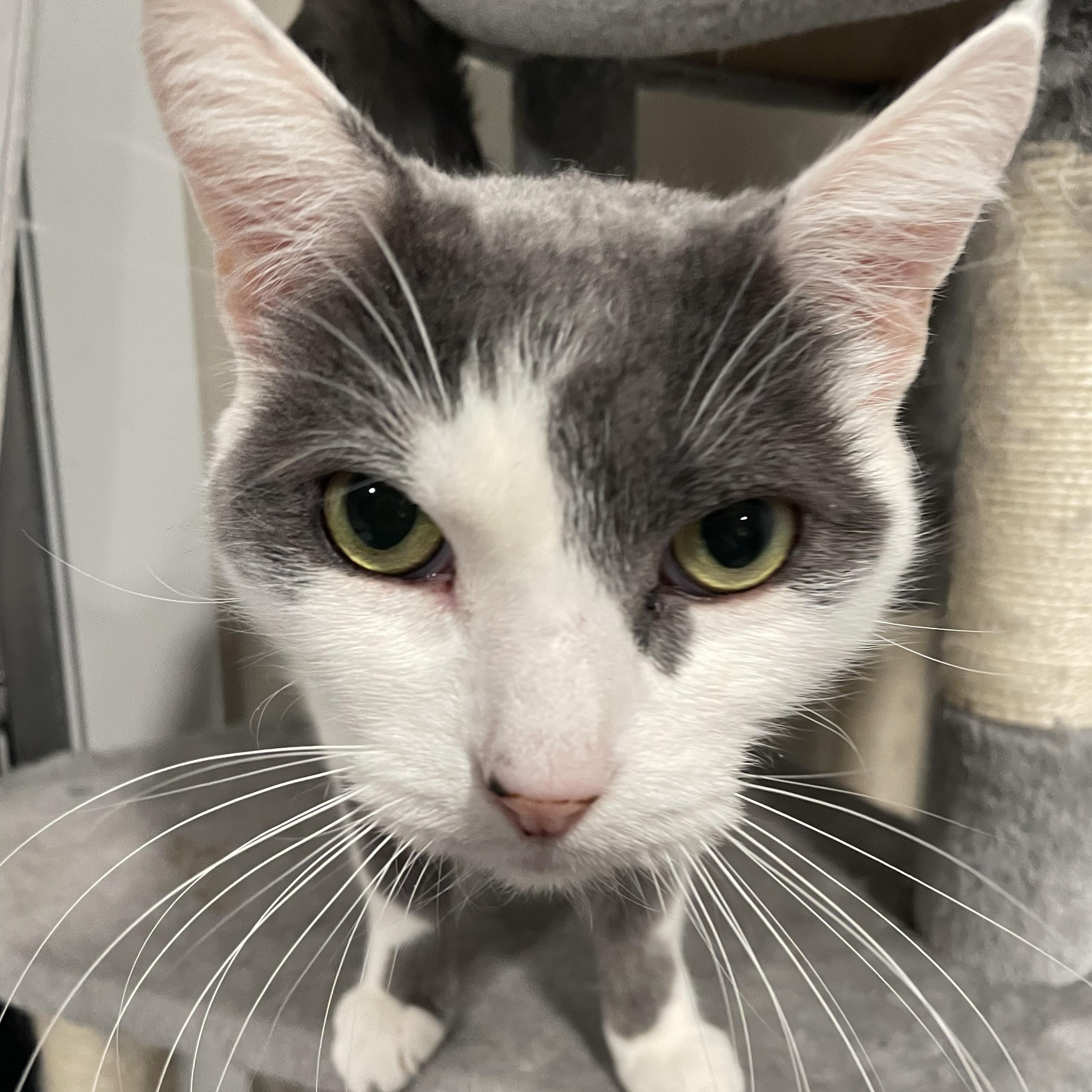 Enlarge Meatloaf, a Adoptable Domestic Short Hair in Philadelphia, PA image 1/6