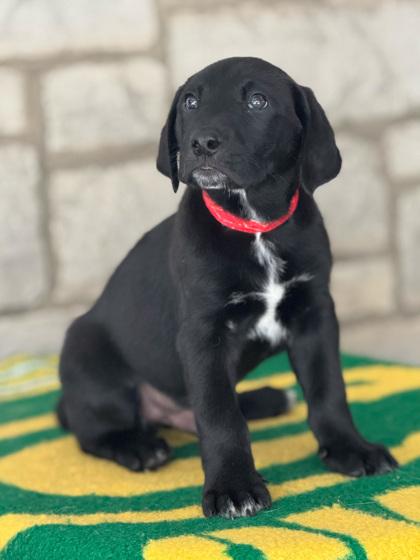 Holmgren thumbnail 3