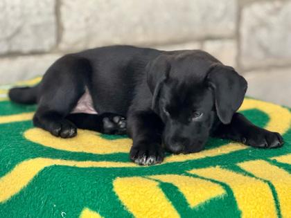 Holmgren thumbnail 6