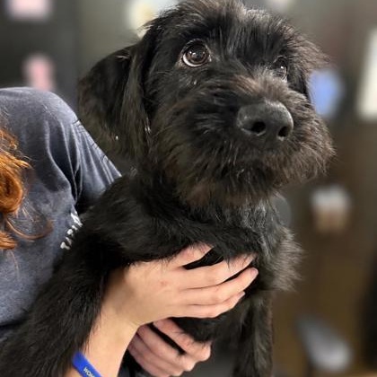 Puppies, adopted, Puppy Male Poodle & German Shepherd Dog.