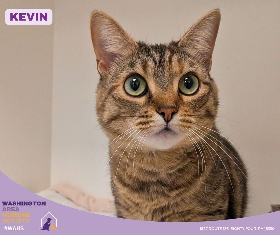 Kevin, ADOPTABLE, Adult Female Domestic Short Hair.