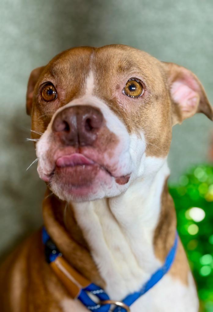 MERIDA, Adoptable, Adult Female Terrier.