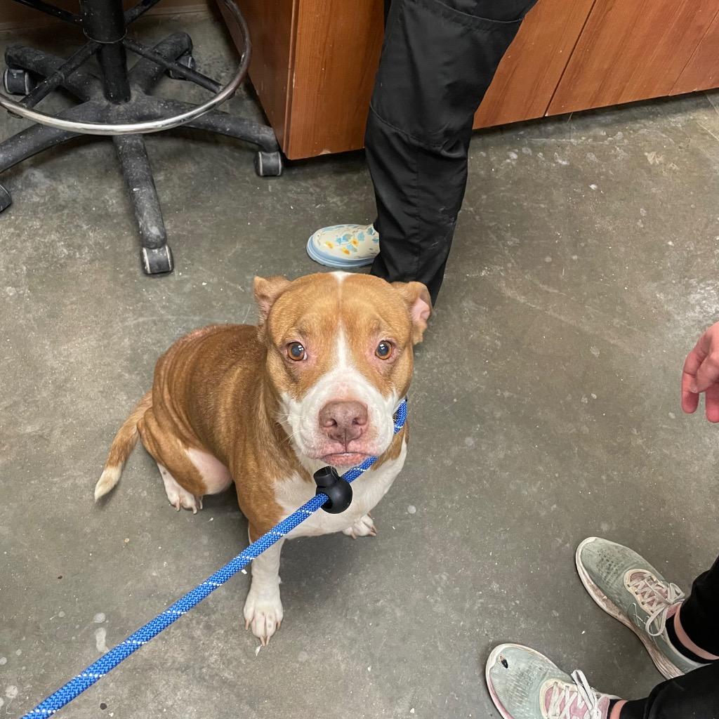 Enlarge MERIDA, a Adoptable Terrier in Wintersville, OH image 2/6