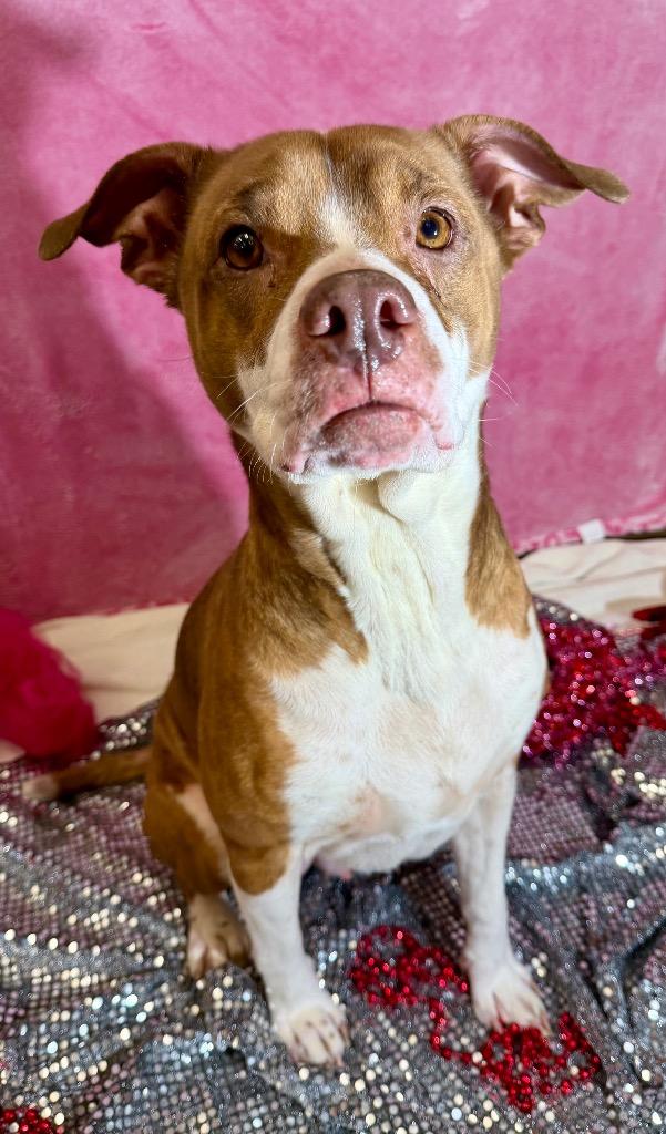 Enlarge MERIDA, a Adoptable Terrier in Wintersville, OH image 4/6