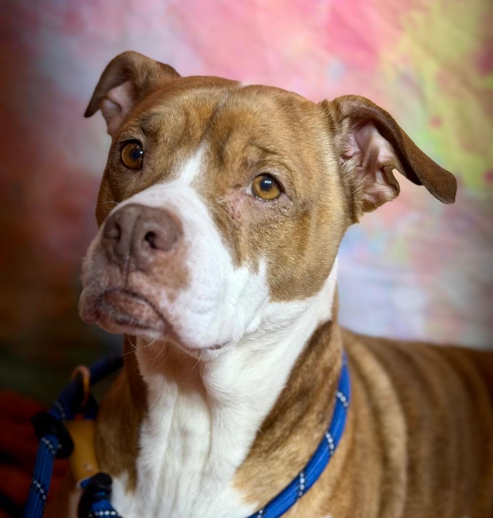 Enlarge MERIDA, a Adoptable Terrier in Wintersville, OH image 5/6