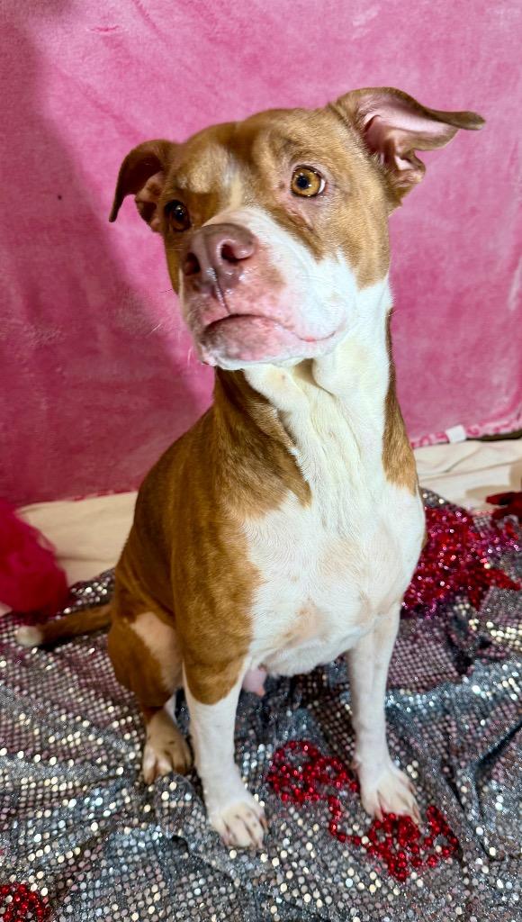 Enlarge MERIDA, a Adoptable Terrier in Wintersville, OH image 6/6