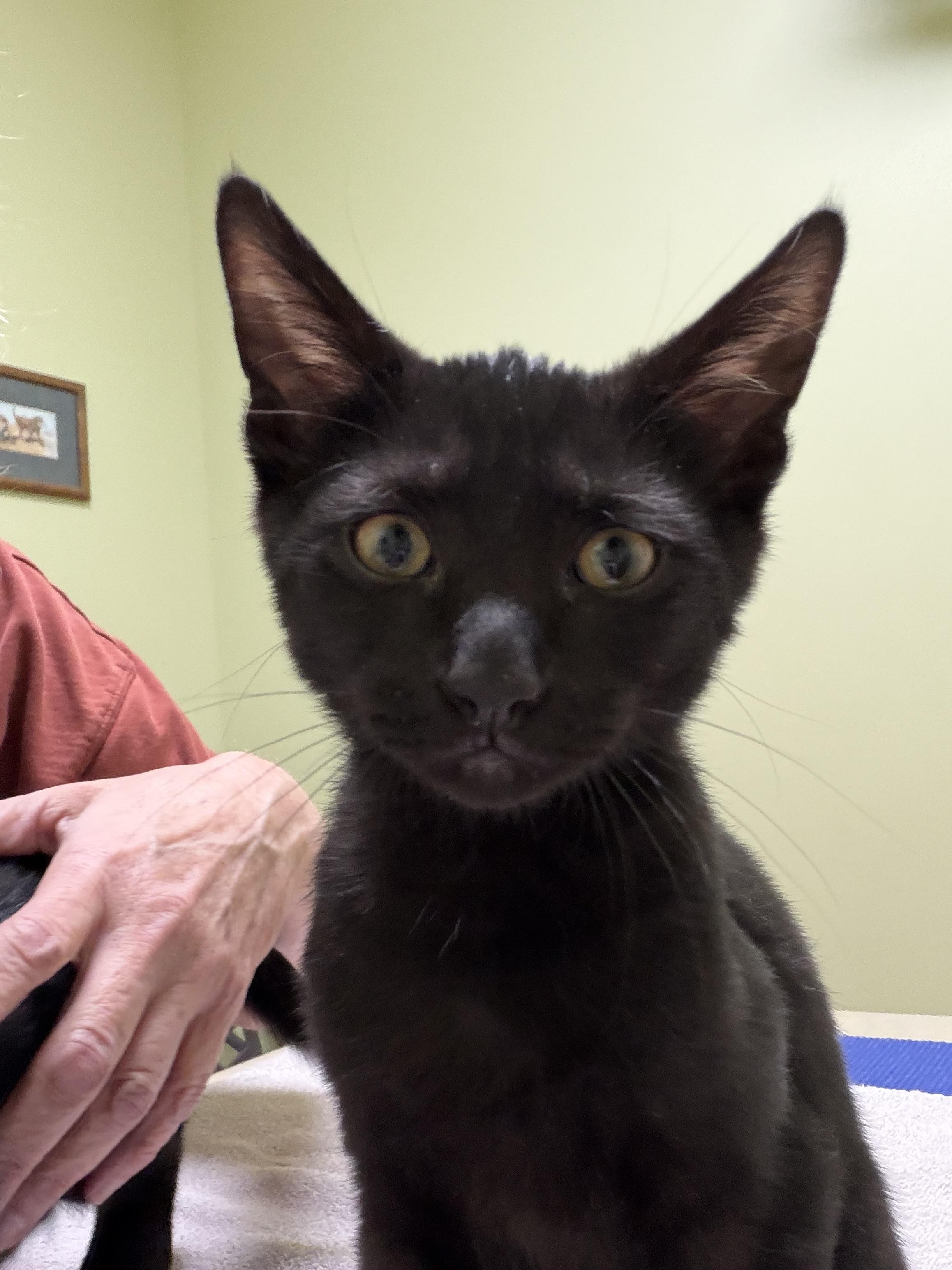 Enlarge Aries & Orion, a Adoptable mixed breed in Nashua, NH image 4/5