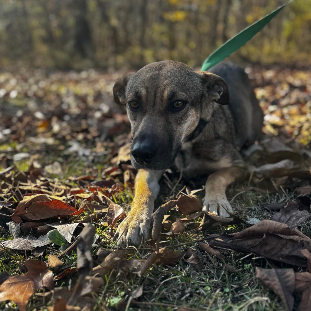Phoebe, Adoptable, Adult Female Hound & Shepherd.