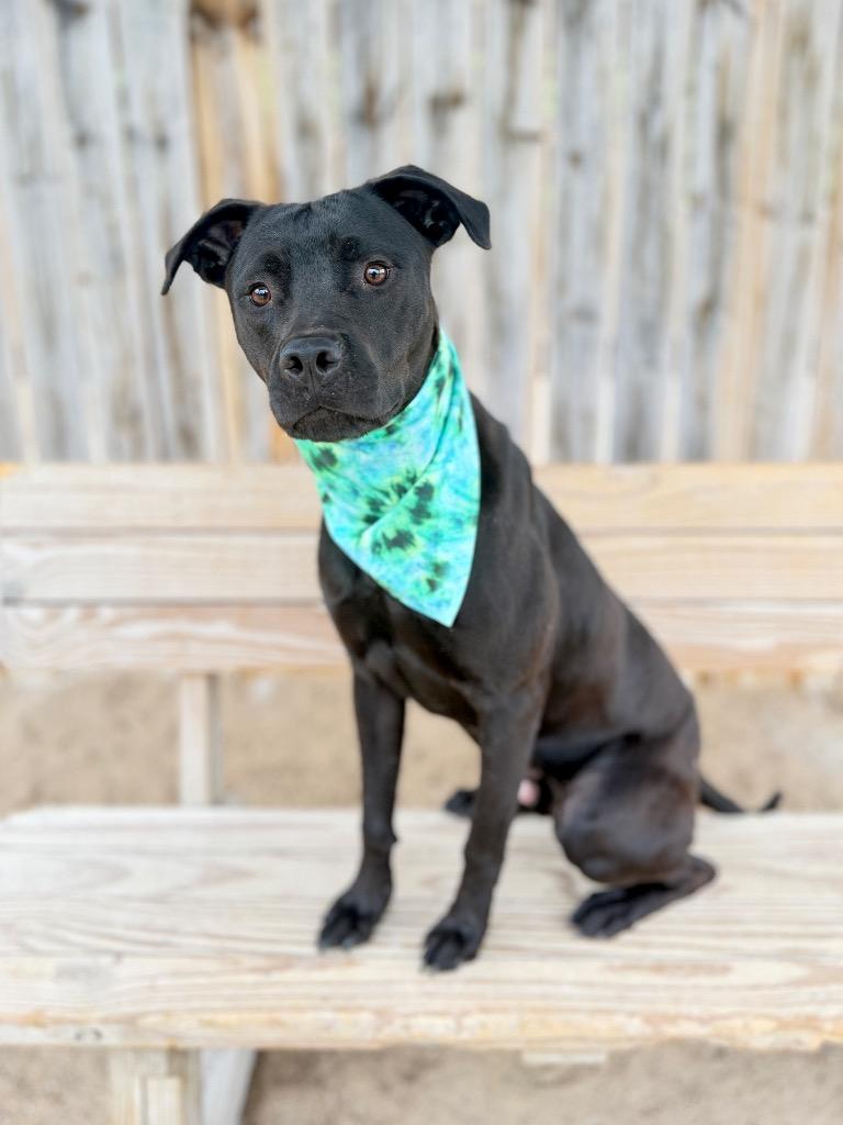 Berg, Adoptable, Young Male Labrador Retriever & Mixed Breed.