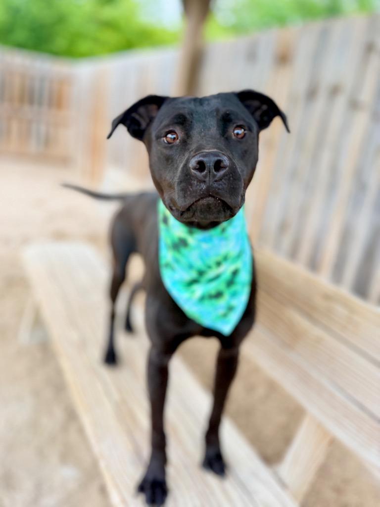 Enlarge Berg, a Adoptable mixed breed in Muskegon, MI image 2/3