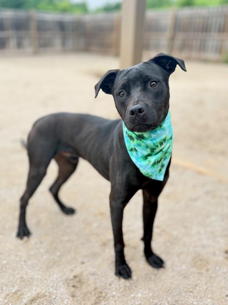 Enlarge Berg, a Adoptable mixed breed in Muskegon, MI image 3/3