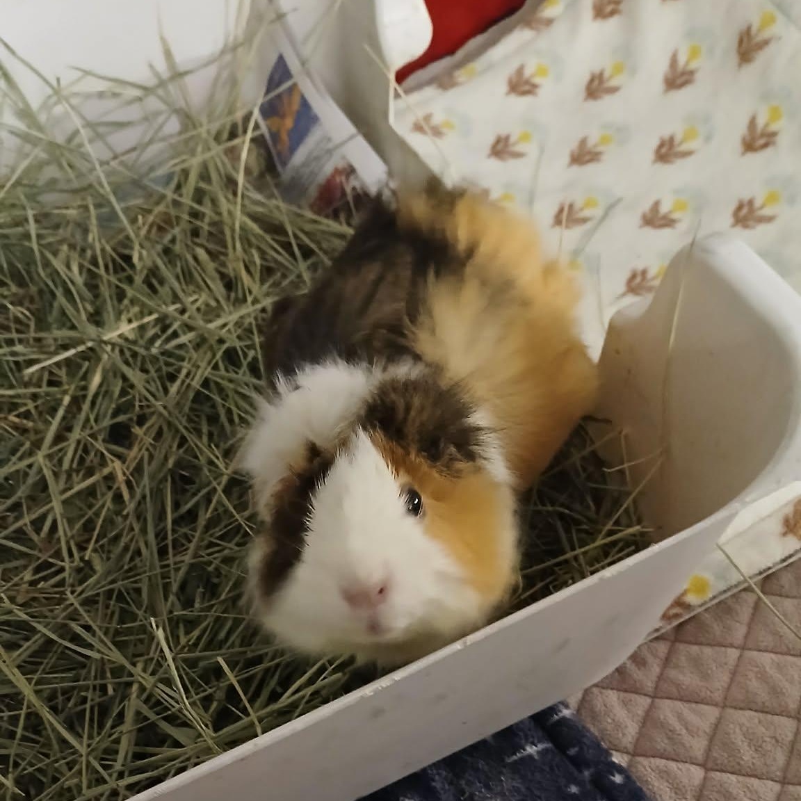 Strawberry, adoptable, Senior Female Guinea Pig.