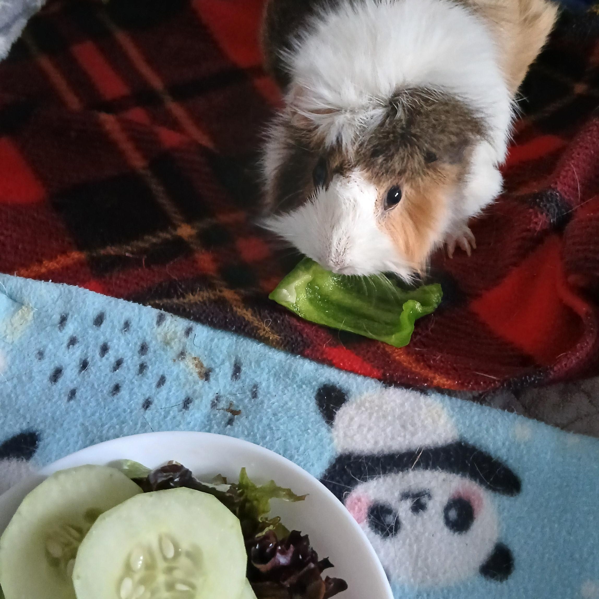 Strawberry, an adoptable Guinea Pig in Saint Paul, MN image 4/6
