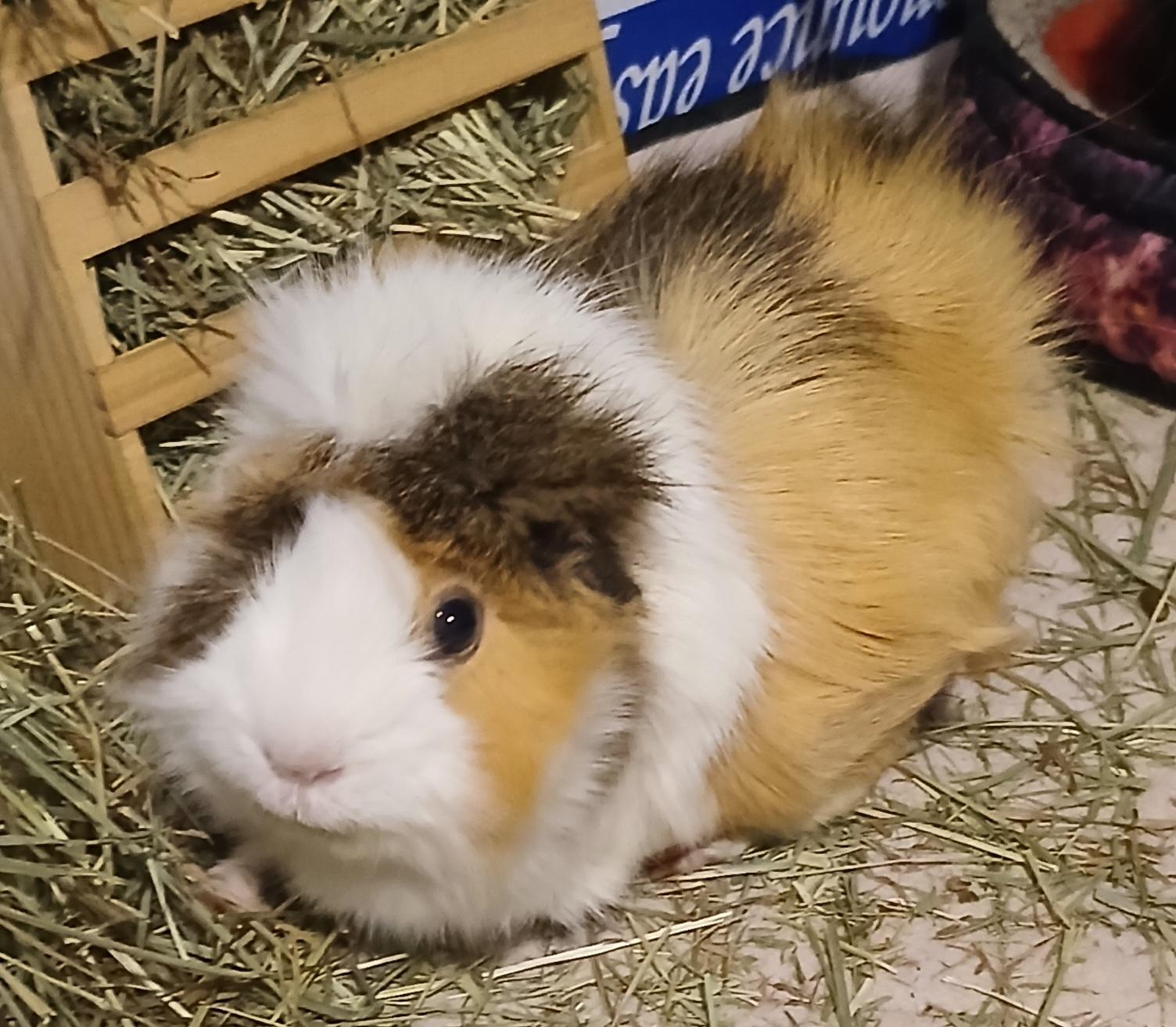 Strawberry, an adoptable Guinea Pig in Saint Paul, MN image 3/6