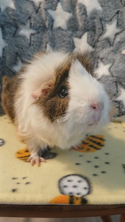 Strawberry, adoptable, Senior Female Guinea Pig.