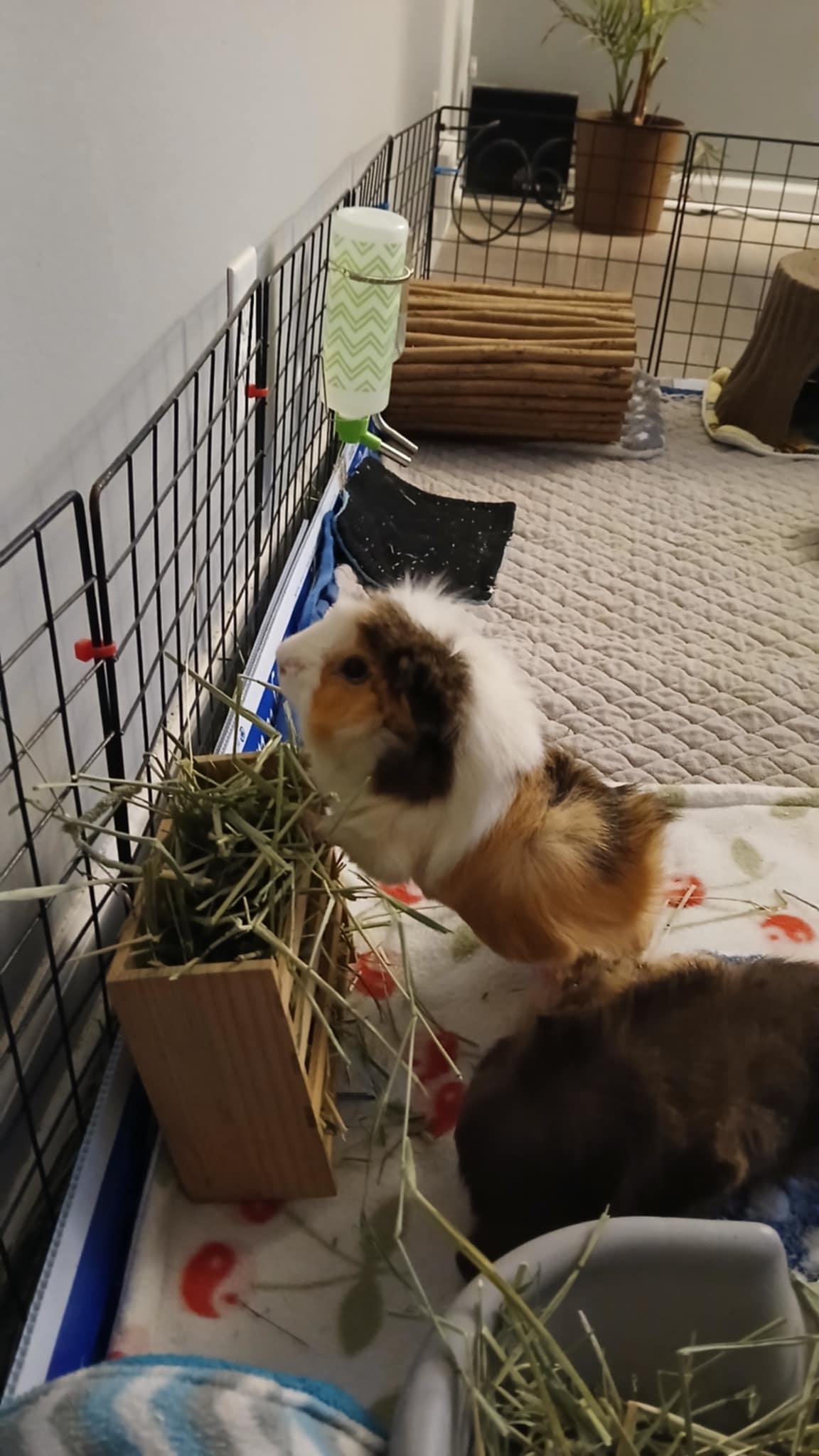 Strawberry, an adoptable Guinea Pig in Saint Paul, MN image 6/6