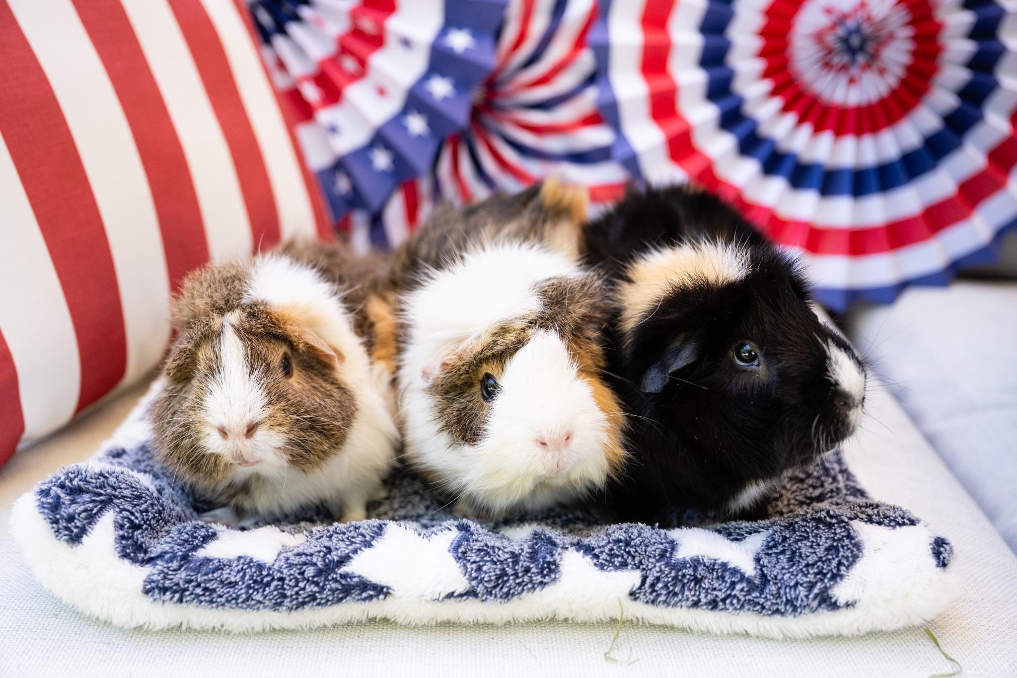 Strawberry, an adoptable Guinea Pig in Saint Paul, MN image 2/6