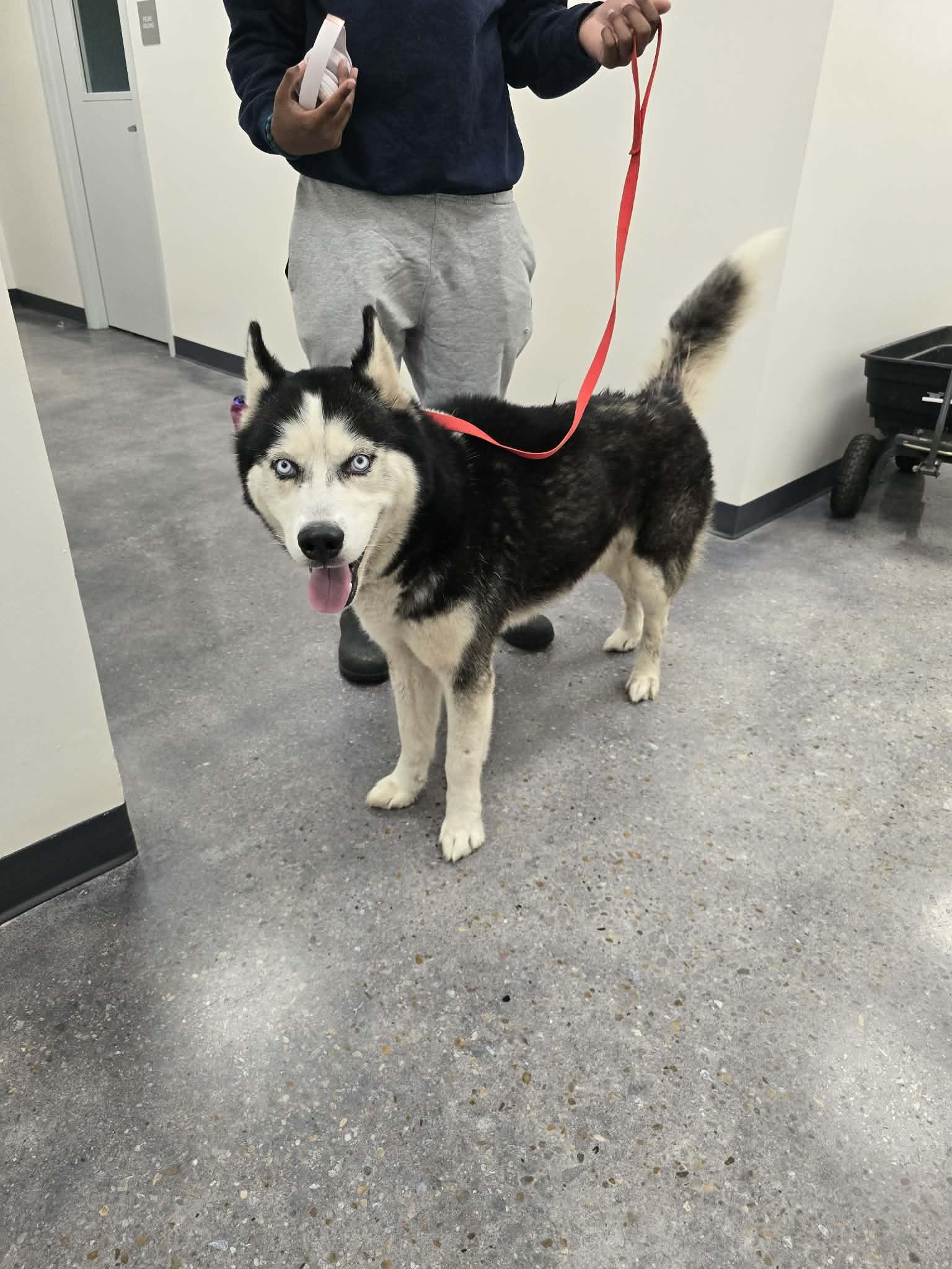 Enlarge Rocky, a ADOPTABLE Husky in LaPlace, LA image 1/1