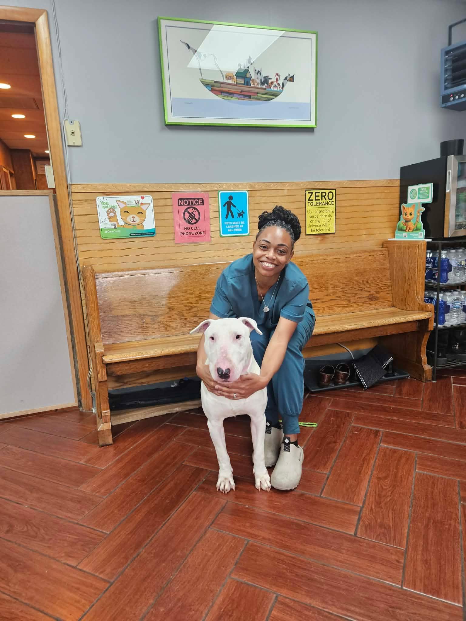 26-064 JD Larry, Adoptable, Adult Male Bull Terrier.