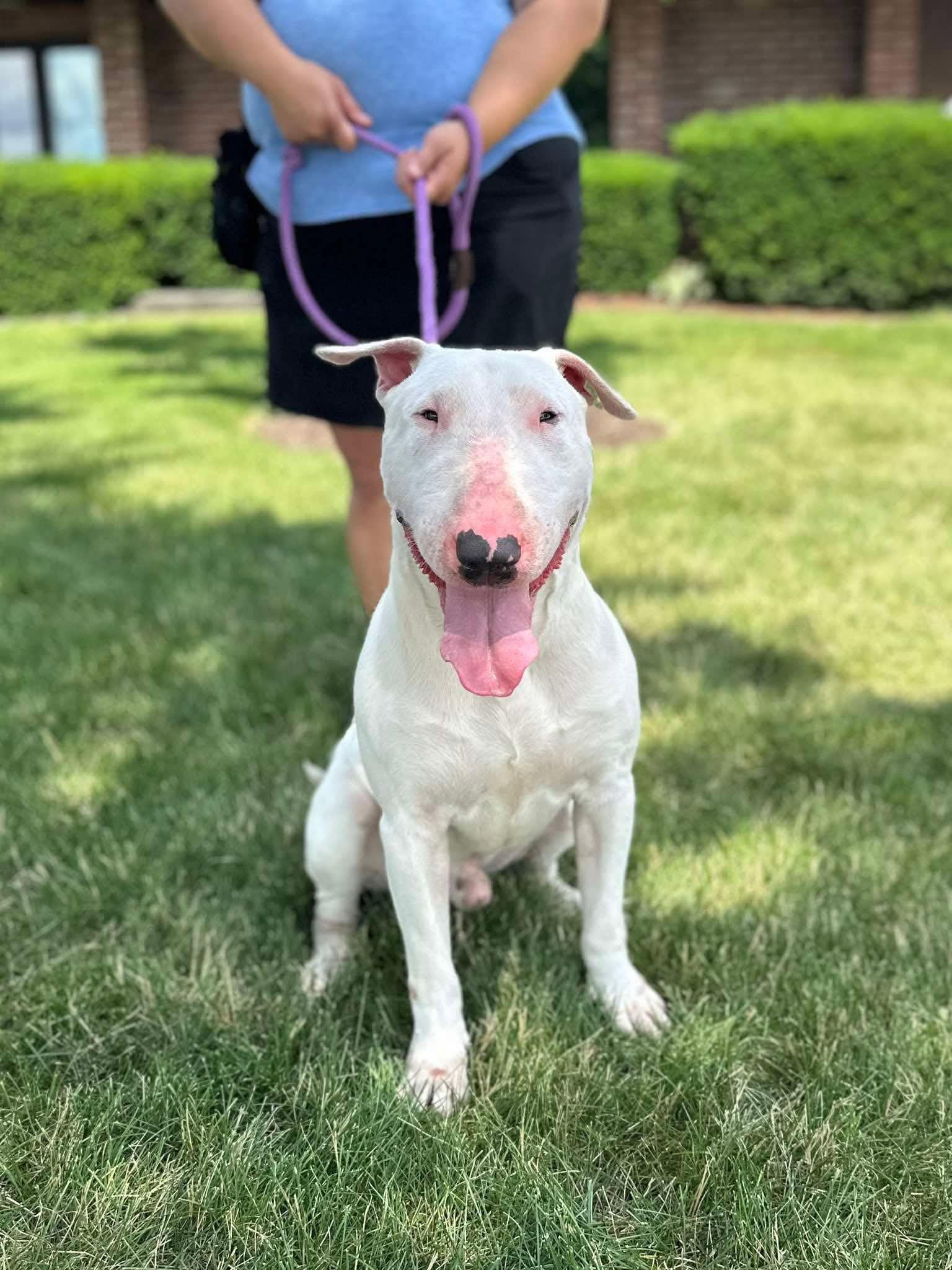 26-064 JD Larry, a Adoptable Bull Terrier in New York, NY image 2/4