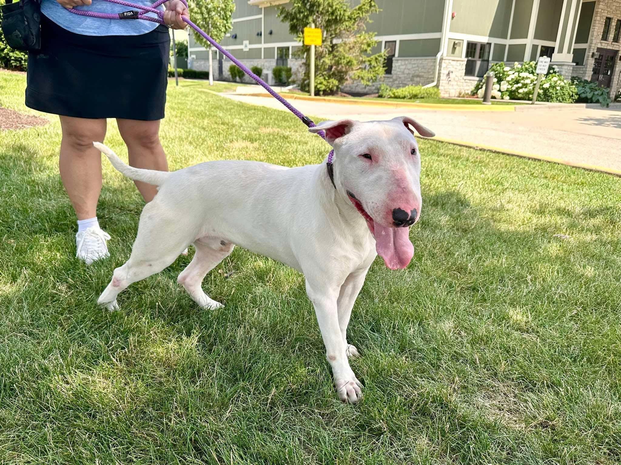 26-064 JD Larry, a Adoptable Bull Terrier in New York, NY image 3/4