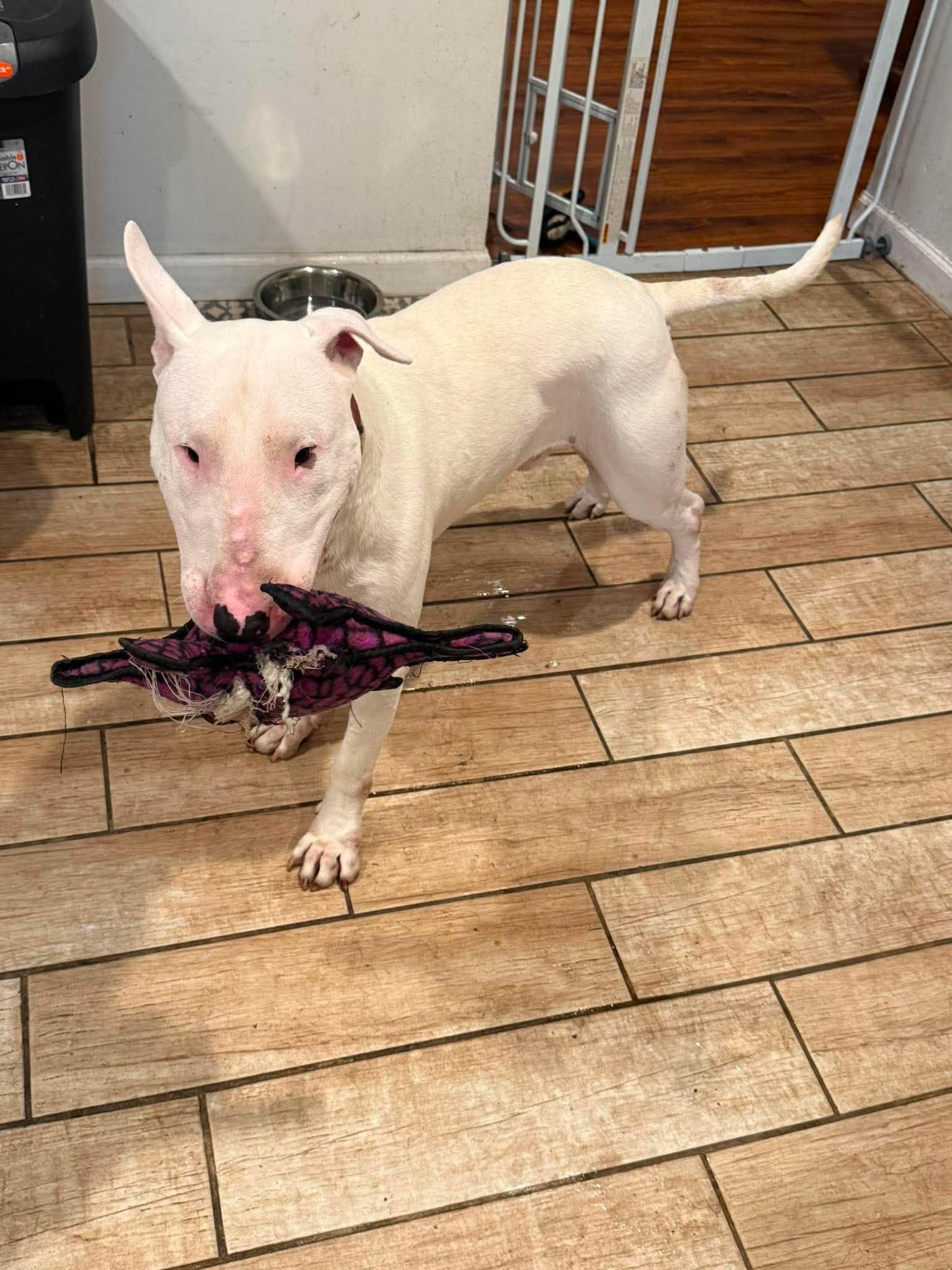 26-064 JD Larry, a Adoptable Bull Terrier in New York, NY image 4/4