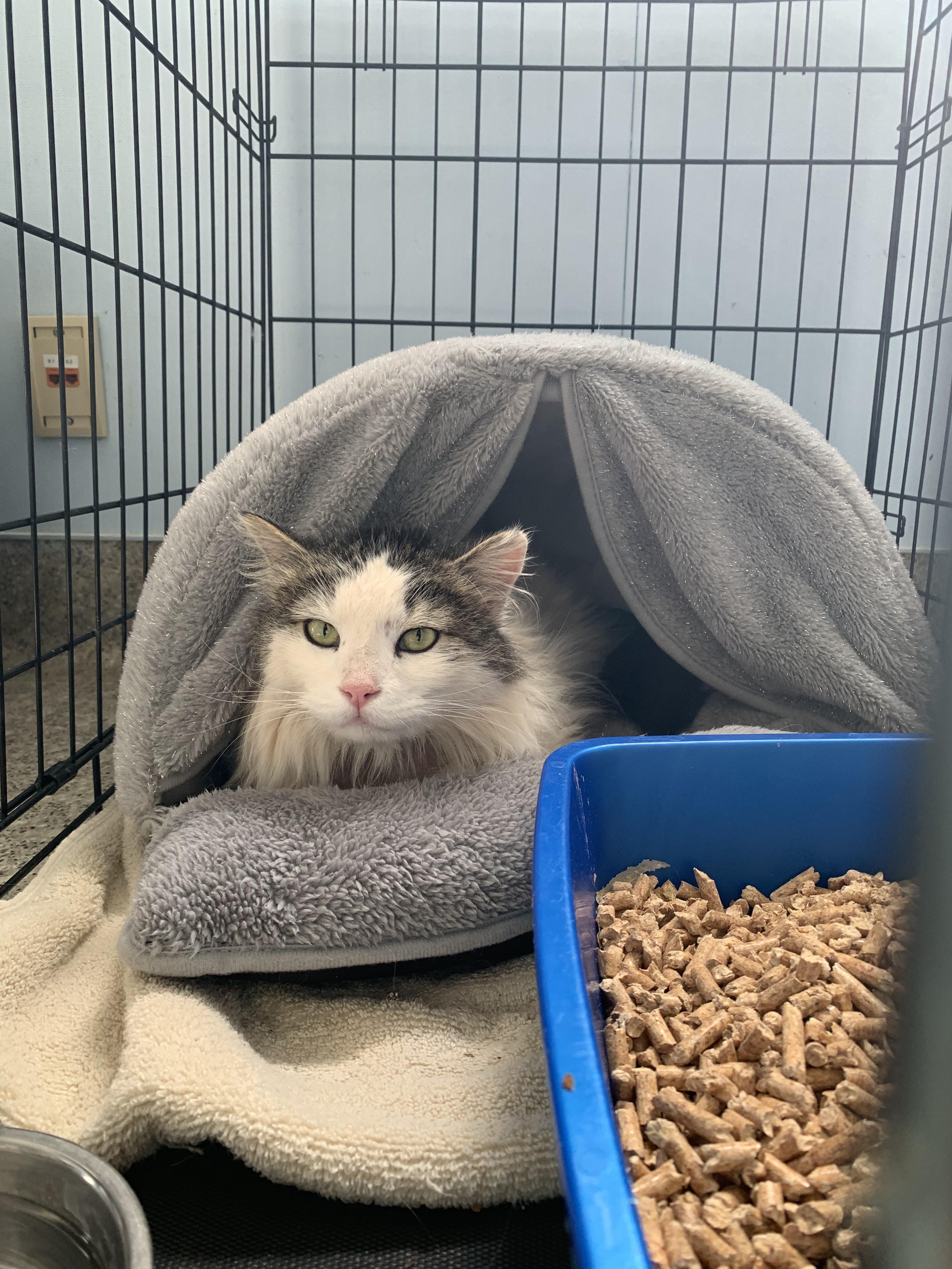 Enlarge Kettle Corn, a ADOPTABLE Domestic Long Hair in Grass Valley, CA image 2/2