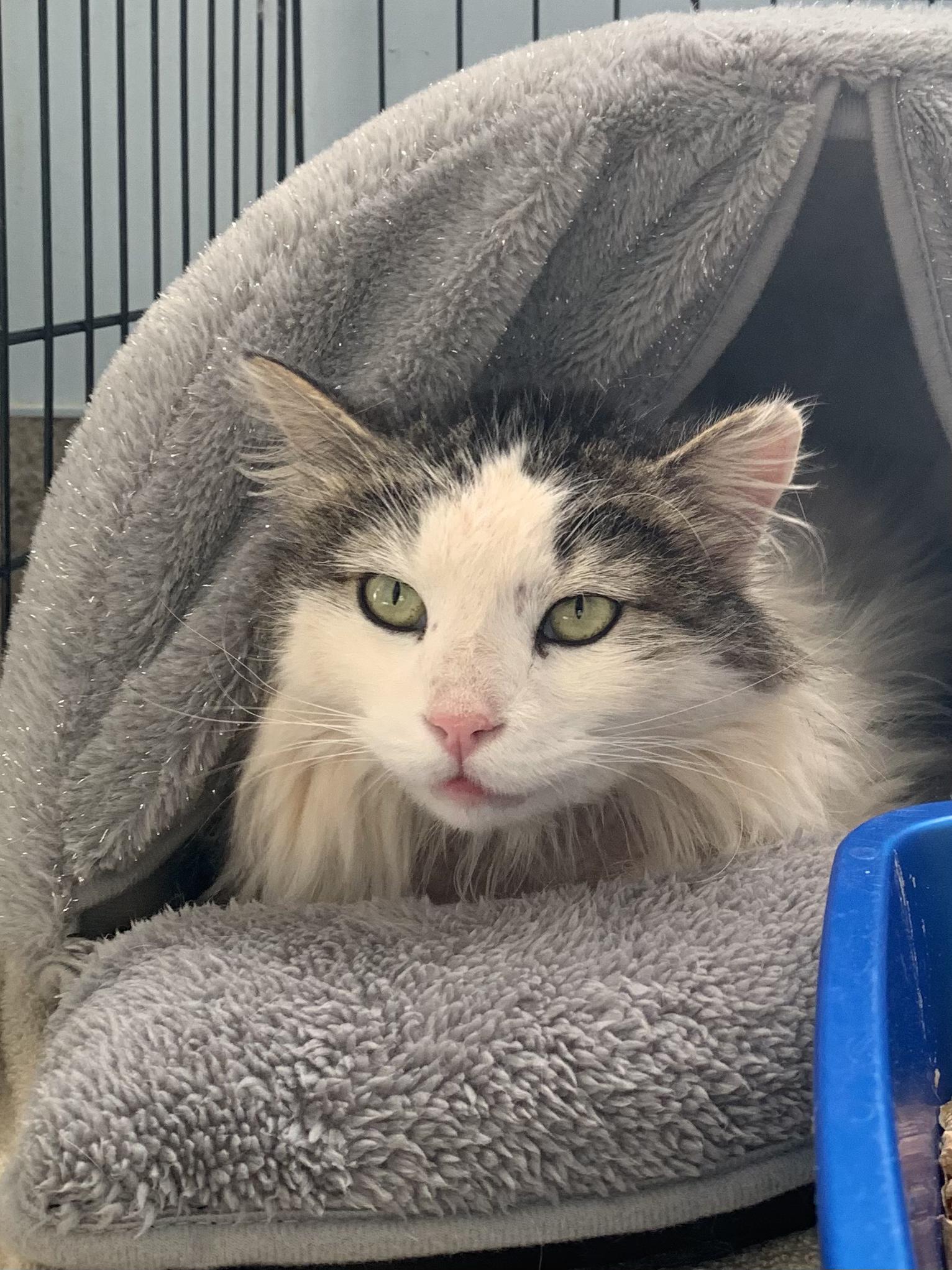Kettle Corn, ADOPTABLE, Adult Male Domestic Long Hair.