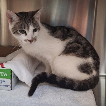 Enlarge Spacy Barn Cat, a Adoptable mixed breed in Kansas City, MO image 1/1