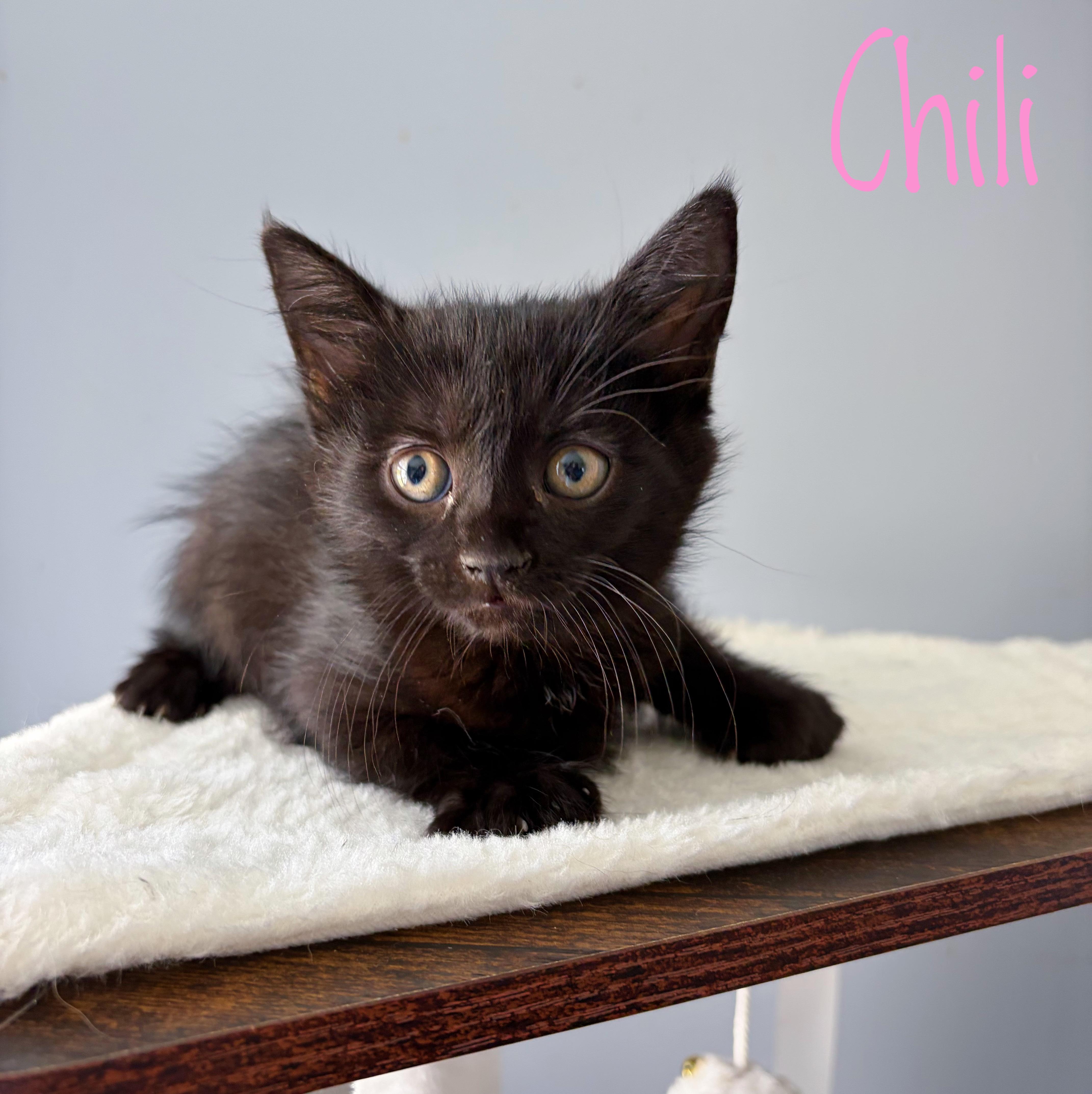 Chili, Adoptable, Kitten Female Domestic Medium Hair.