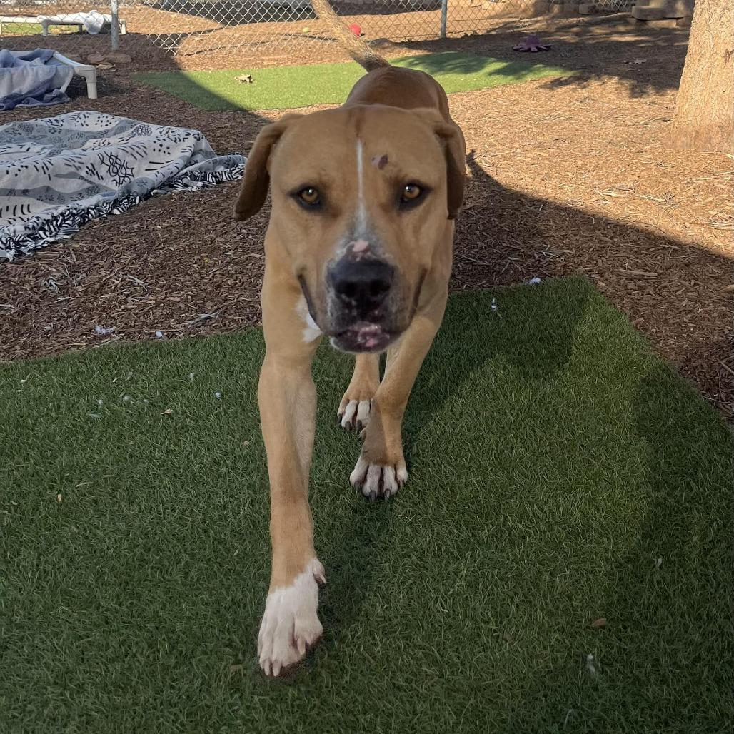 Enlarge Romel, a Adoptable Pit Bull Terrier in Ramona, CA image 1/6