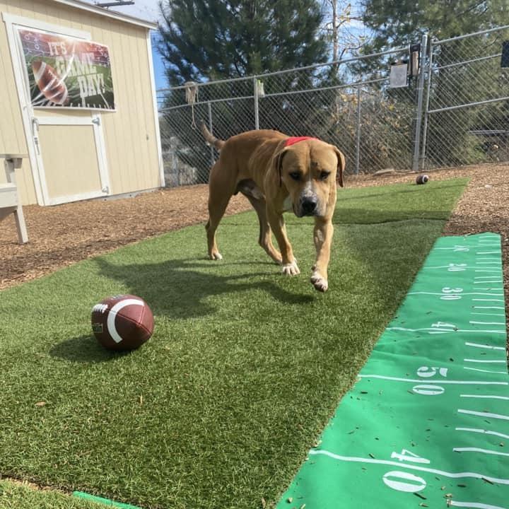 Enlarge Romel, a Adoptable Pit Bull Terrier in Ramona, CA image 4/6