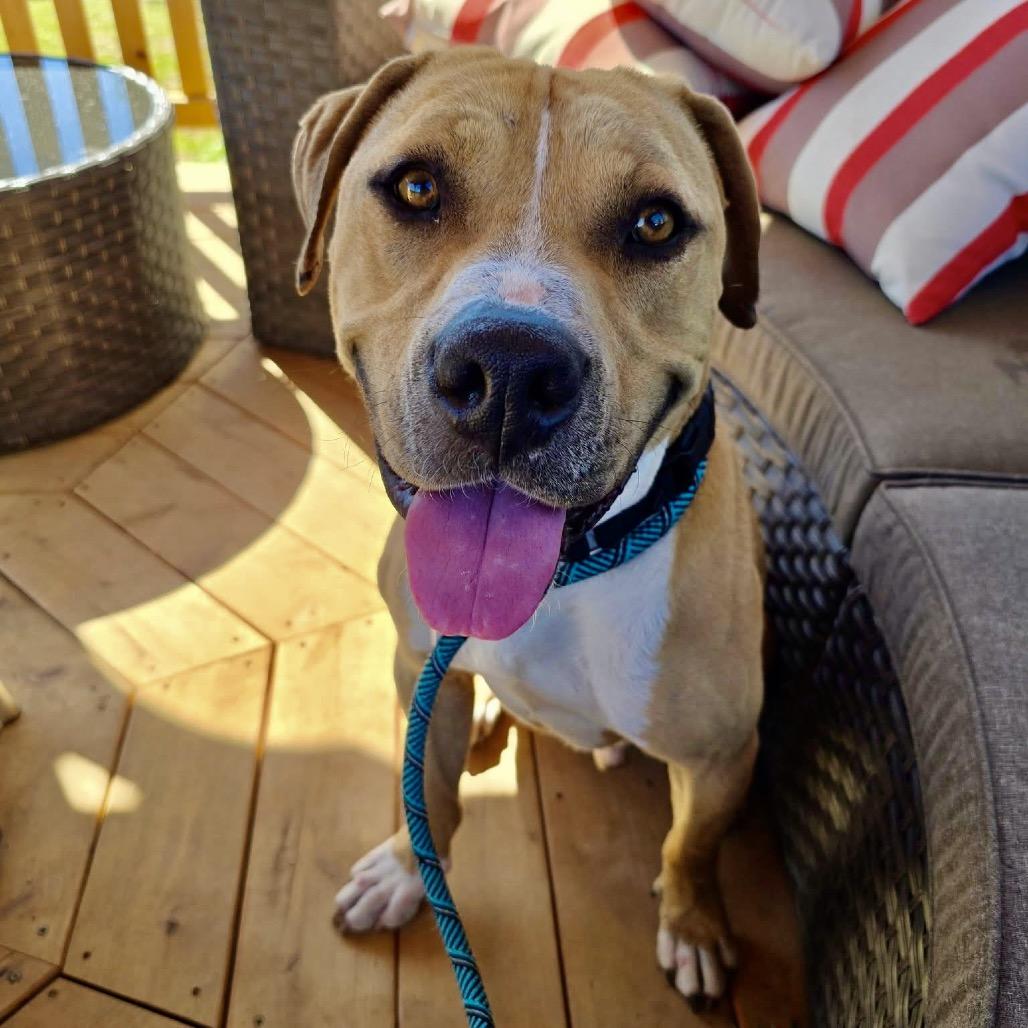 Romel, a Adoptable Pit Bull Terrier in Ramona, CA image 5/6