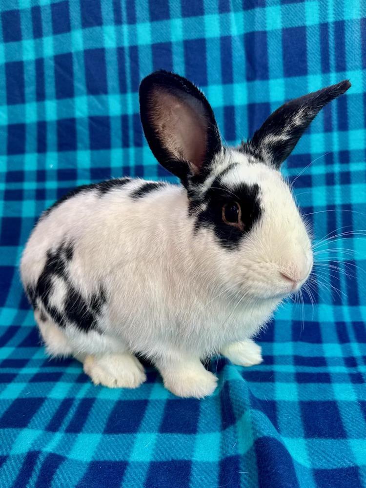 Mateo, Adoptable, Adult Male English Spot.