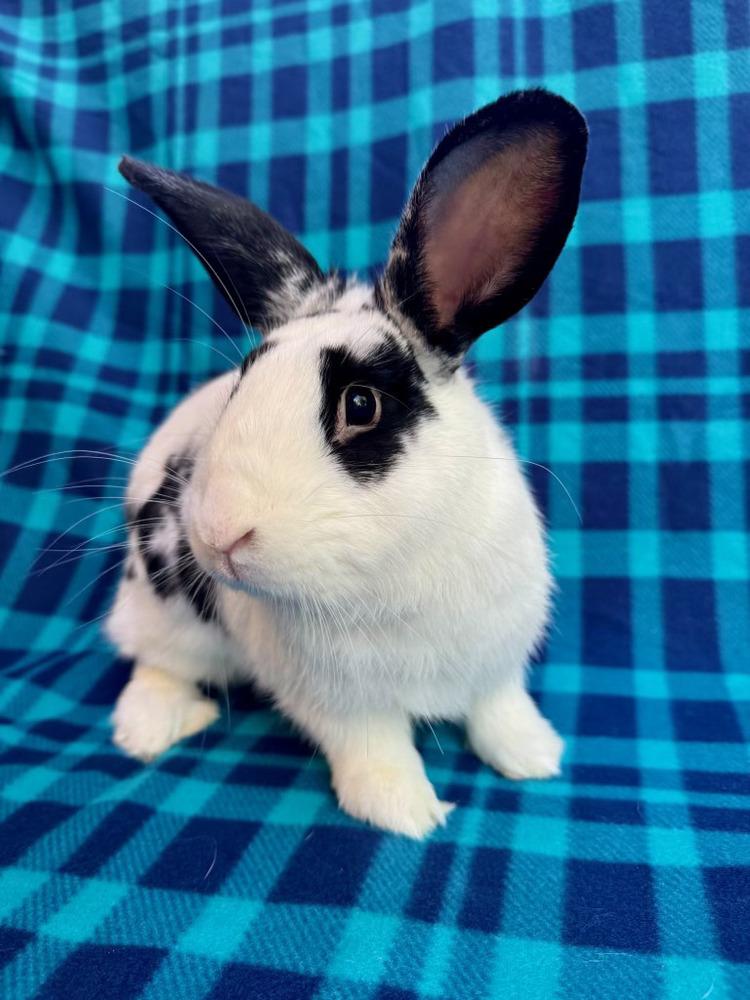 Enlarge Mateo, a Adoptable mixed breed in Gainesville, FL image 3/6