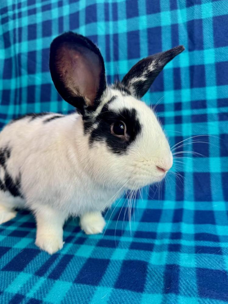 Enlarge Mateo, a Adoptable mixed breed in Gainesville, FL image 5/6