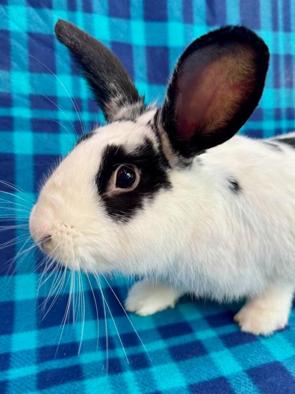 Enlarge Mateo, a Adoptable mixed breed in Gainesville, FL image 6/6