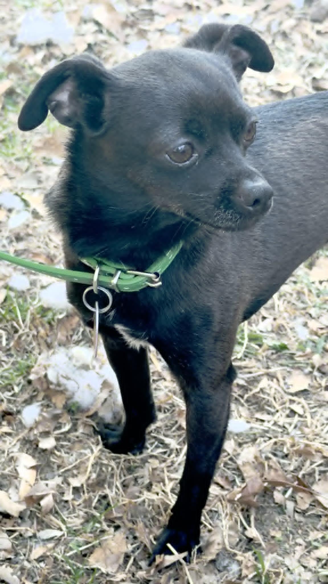 Kona, adopted, Adult Male Chihuahua.