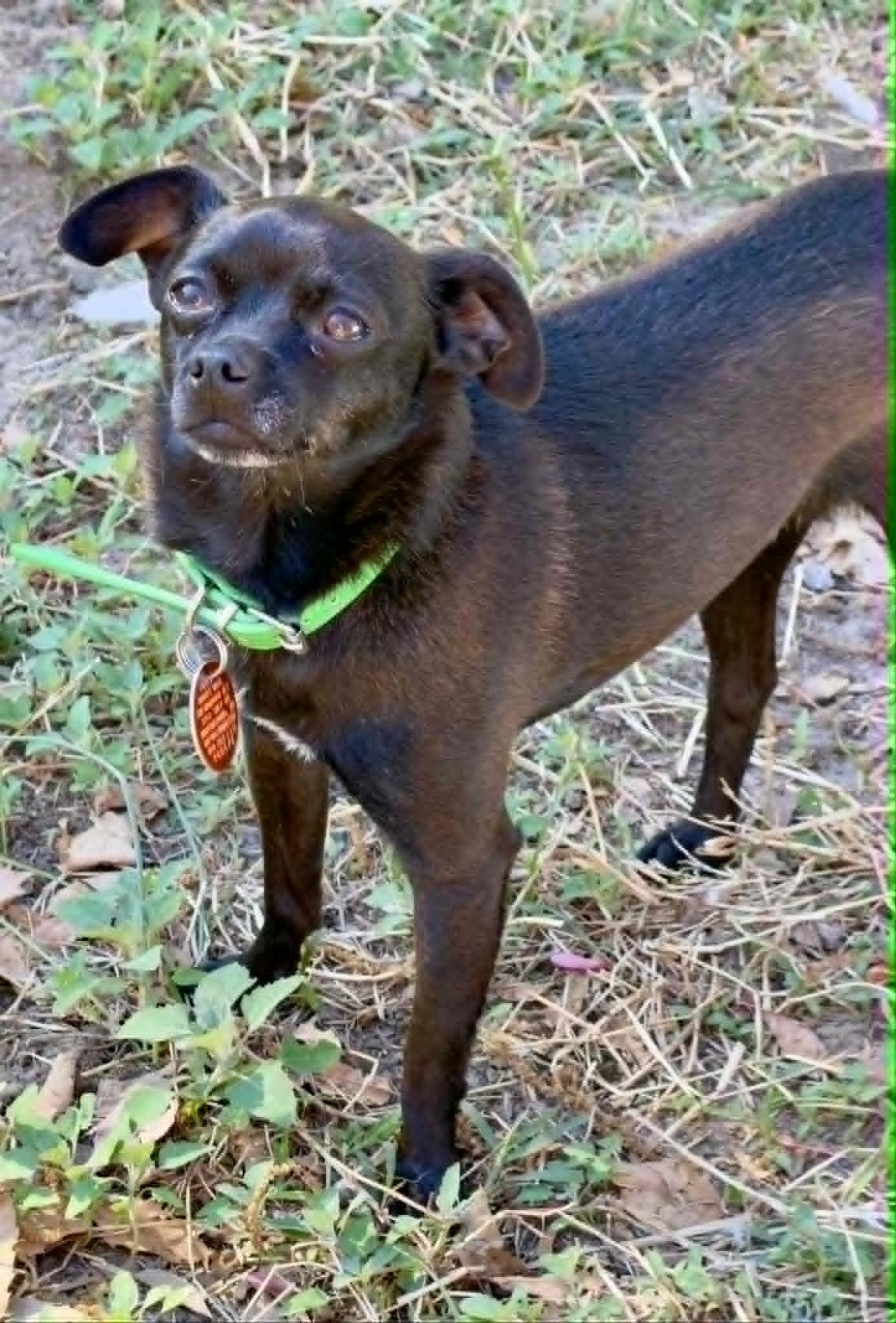 Enlarge Kona, an adopted Chihuahua in Salisbury, MD image 3/4