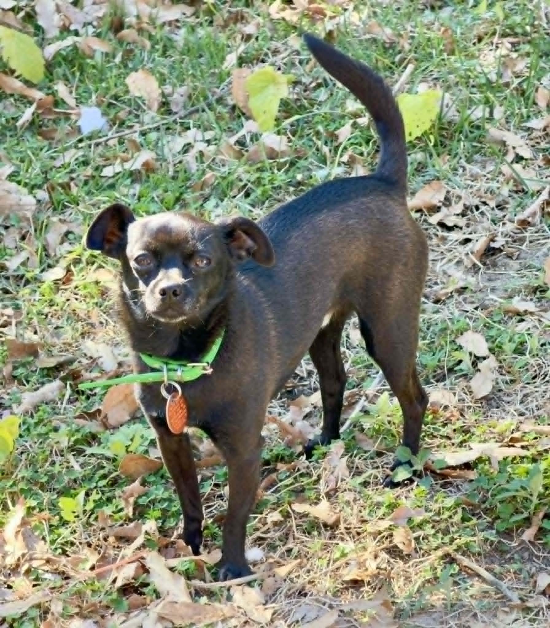 Enlarge Kona, an adopted Chihuahua in Salisbury, MD image 4/4