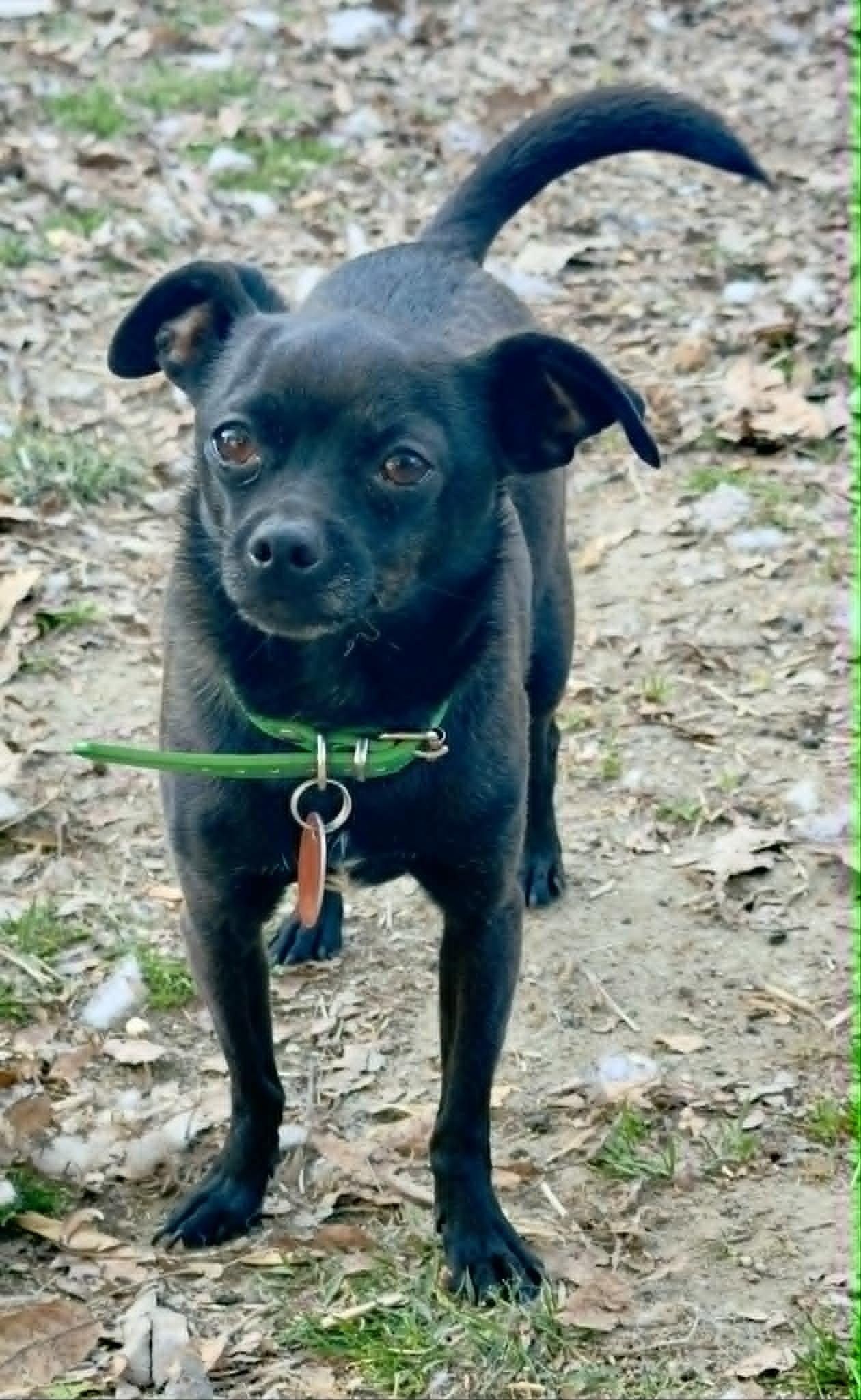 Enlarge Kona, an adopted Chihuahua in Salisbury, MD image 2/4