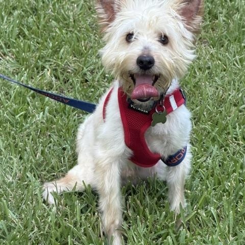 Enlarge Erling, a Adoptable mixed breed in Spring, TX image 3/3